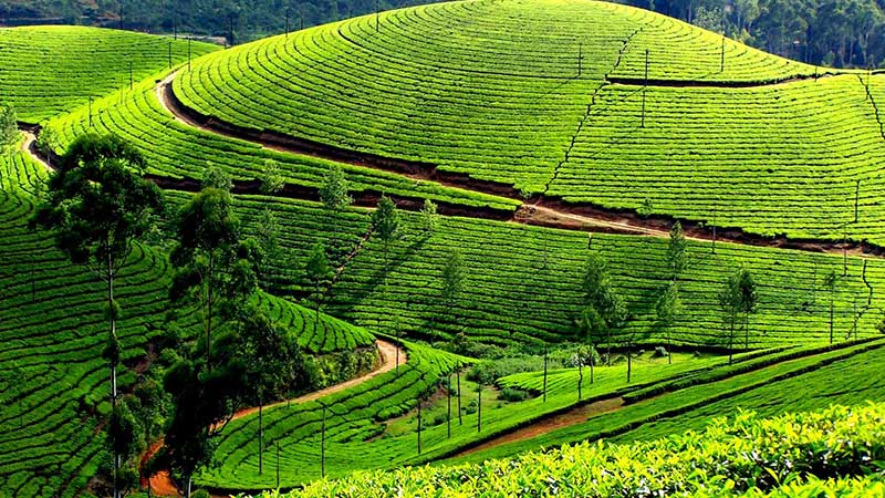 Munnar Tour Package,2Night-3Days