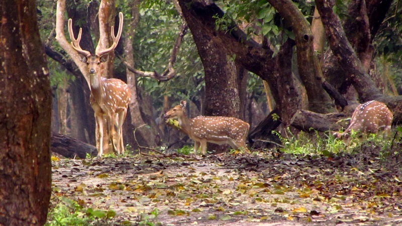 Muthanga Wildlife Sanctury